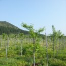 상창농장 이미지