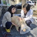 경북대학교 수의과대학 부속동물병원 이미지