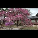 사랑은 푸른 초원의 떡갈나무 아래서 이미지