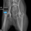 모양동물병원 이미지