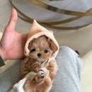 바닐라 퍼피 이미지