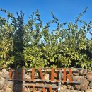 올리버 스테이 이미지