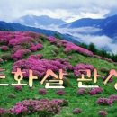 화.수.목(花.水.木 이미지