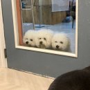 천운경로당 Daum카페