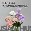리시안셔스 이미지
