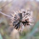 도깨비풀 이미지