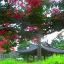 김훈석 | 백일홍 꽃 옛섬 머리에 고창 탄운정(灘雲亭)