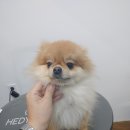 미용하개, 놀다가개 이미지