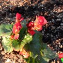 꽃쌈샤브샤브 이미지