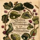 보태니컬 이미지