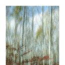 자작나무이야기 이미지