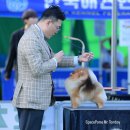 SPACE POME(스페이스폼) | 한국애견연맹 KKF도그쇼 스페이스폼 포메라니안 전문견사 톰보이 전체 전견종 1등 우승했어요.