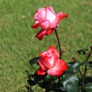 Where Have All the Flowers Gone (꽃들은 다 어디로 갔을까) - The Kingston Trio 이미지