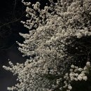 김포신도시주유소 | 김포 계양천 벚꽃축제: 일정, 즐길거리, 주차정보