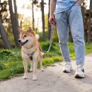 강아지산책 이미지