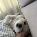 아버지의 숲 산정캠프 이미지