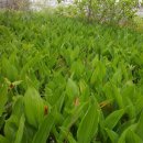 야생화답사 이미지