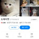효민님의 뱅갈고양이 | 작은뱅갈 먼치킨 제네타분양 건강한 가정묘로 만나볼까요?