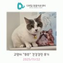 천사섬 동물병원 | 철산동 동물병원) 고양이 &#34;후추&#34; 건강검진 후기 (방광염, 기관지염)