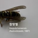 참땅벌 이미지