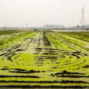 자전거 전국일주 Day9 : 2011.05.25 (춘장대해수욕장 - 마량포 - 서천 - 장항 - 군산 - 익산) 이미지