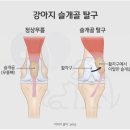 똑똑펫