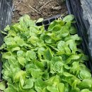 봉동농약사 이미지