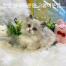 천안 강아지분양 고양이분양 나라애견불당점 네이버블로그