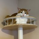 포레스트캣 이미지