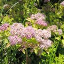 서구청 옥상생태공원 이미지