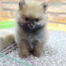 아이러브독 서초점 이미지