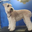 골든블랙123 이미지