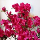 아젤리아 이미지