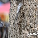 미산1리고로쇠마을 이미지