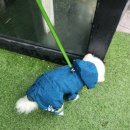 일편댕심 이미지