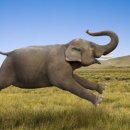 코끼리 이미지