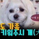 키워주시개 네이버블로그