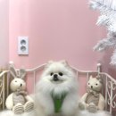 복이네애견 이미지