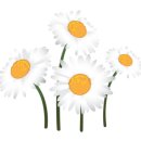 지솔블러썸 (Jisol blossom)
