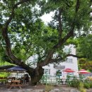 느티나무집 이미지