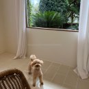 스테이캄 | [제주] 2년 연속 방문한 애견동반 숙소 ‘캄 스테이(kalm:stay)' 후기