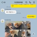멍뭉유치원 네이버블로그