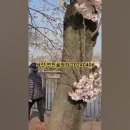 골정지 이미지