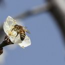 밤마리권역 이미지
