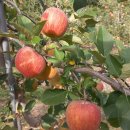 오봉농원 이미지