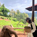 라이프앤투어 | 치앙마이 코끼리투어 엘리핀팜 반캉왓 이너프포라이프 반일 코스 프라이빗하게 다녀온 후기