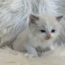 강아지랑 고양이 이미지