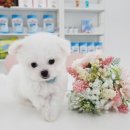 하이도그 이미지