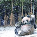 판다 이미지
