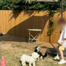 나의 강아지에게 이미지